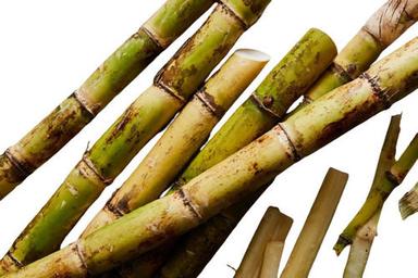 Sweet And Juicy Oblong Shape Pure And Natural Glutinous Sugarcane