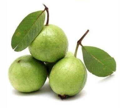 Green Fresh And Pure Commonly Cultivated Non Glutinous Sweet Guava