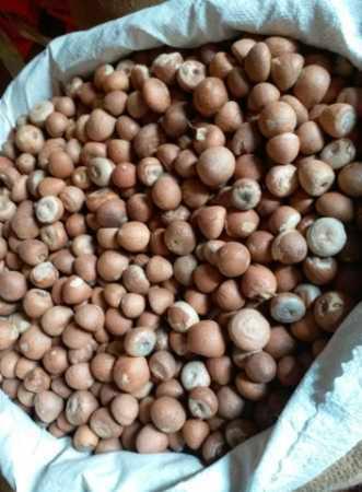 Any Betel Nut Supari