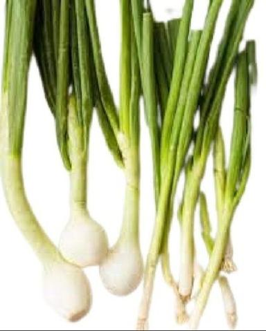 Naturally Grown Farm Fresh Long Shape Leafy Green Onion Preserving Compound: Dry Place