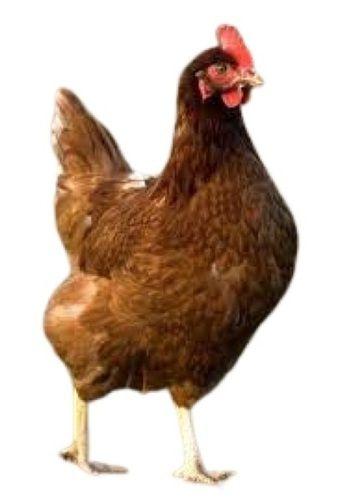 Brown Country Breed Live Chicken For Poultry Farming And Egg Production Gender: Female