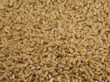 Brown 100% Pure Dried Commonly Cultivated Hard Texture Healthy Cereal Grains