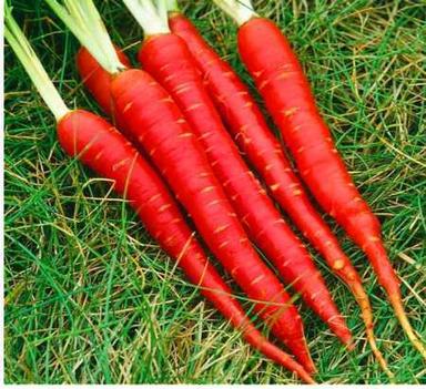 White 100% Natural Healthily Farm Fresh Red Carrot