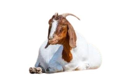 Healthy And Nutritious 5 Kg White With Brown Boer Live Goat Gender: Both