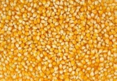 Agricultural Grade Edible Hybrid Condition Organic And Natural Corn Seeds Admixture (%): 2%