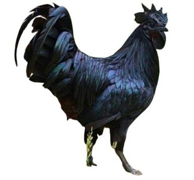 Black 3 Kilograms,1.5 Month Old Ayam Cemani Breed Kadaknath Chicken