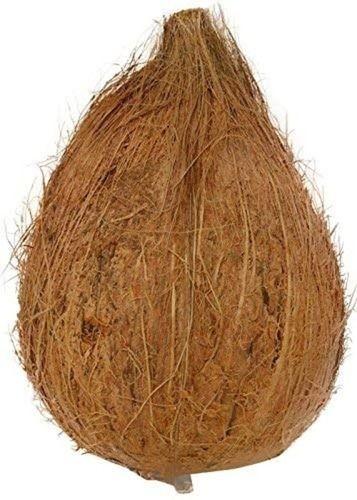 भूरा 220 ग्राम सामान्य रूप से उगाया जाने वाला स्वस्थ और ताजा अर्ध भूसा नारियल 