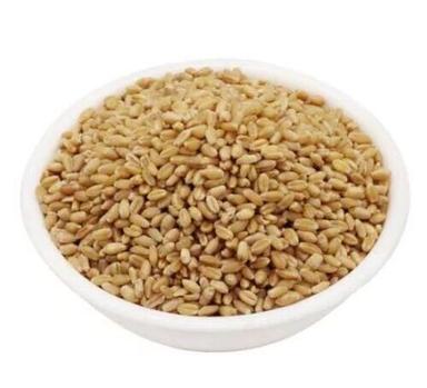 Pure And Dried Commonly Cultivated Raw Seed Wheat Grain  Broken (%): 2