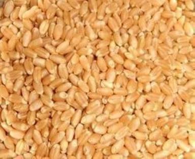 99% Pure A-Grade Healthy Organic Natural Edible Durum Wheat Grain Broken (%): 2%