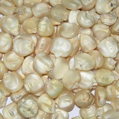 Healthy And Nutritious Gluten Free Raw White Maize Broken Ratio (%): 2