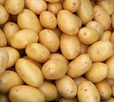 Common Cultivated Pure And Fresh Round Raw Potato Moisture (%): 60%