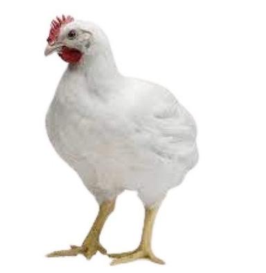 White 1 Kg Poultry Farms Raised Fresh Broiler Chicken