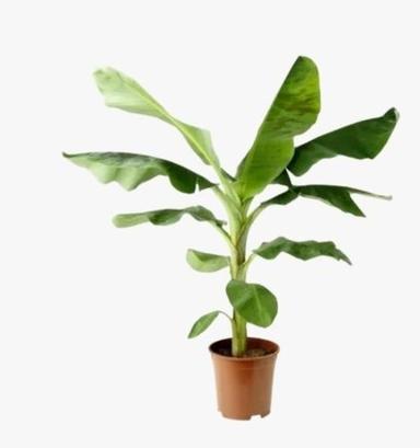 Green Healthy And Fresh G9 Variety Disease Free Banana Tissue Culture Plants