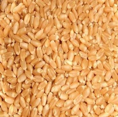 Pure And Natural Dried Whole Raw Lokwan Wheat  Admixture (%): 4%