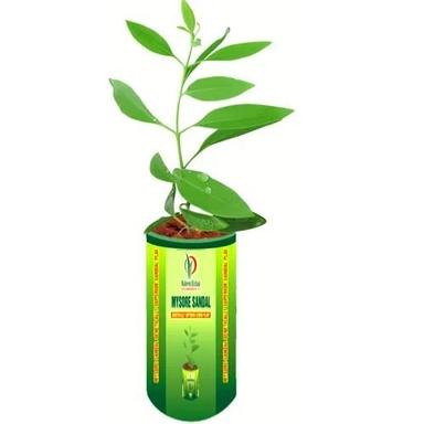 Green 30 Cm Stem Natural Eco Friendly High Brid Sandalwood Plant 