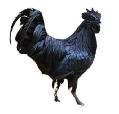 Black A Grade Disease Free Pure Healthy Large Size Live Country Chicken