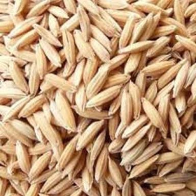 Dried Long Grain 100% Pure Indian Origin Common Cultivated Paddy Rice Broken (%): 1%