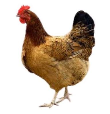 Light Brown Country Chicken For Poultry And Commercial Usage  Gender: Both