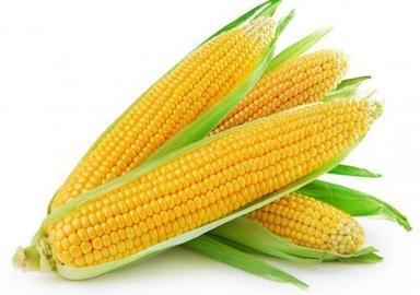 Yellow Indian Origin Common Cultivated Long Shape 100% Pure Fresh Organic Corns