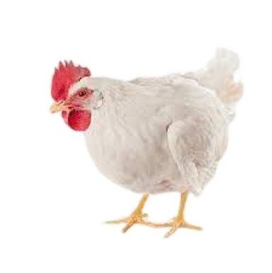 White Live Broiler Chicken For Poultry Farming  Gender: Female