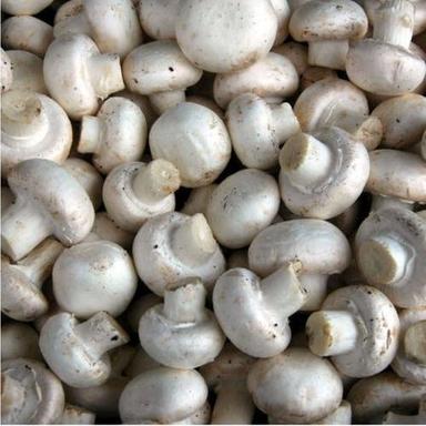 99% Pure 87% A-Grade Sun Dried Organic White Button Mushroom Seeds Admixture (%): 89%