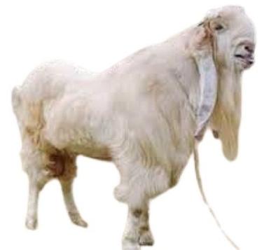 Healthy White Live Jamunapari Goat Gender: Both