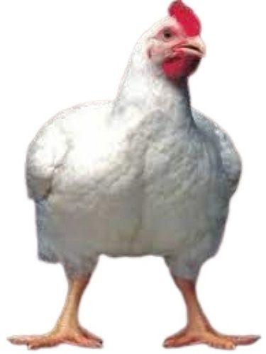 White Live Broiler Breed Chicken For Poultry And Cooking Purposes  Gender: Both