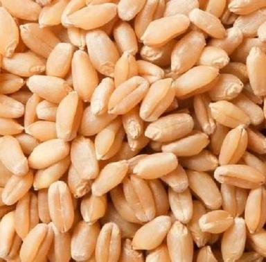 Premium Quality Natural 10 % Moisture Dried Organic Wheat Seeds Admixture (%): 5%