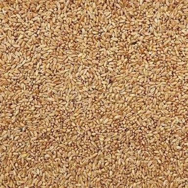 14% Moisture Contain Seasonal Raw Wheat Grain