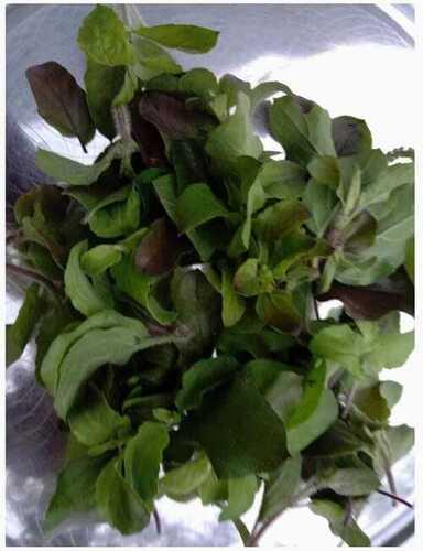 Herbal Green Tulsi Leaves For Medicine And Tea Height: 35  Centimeter (Cm)