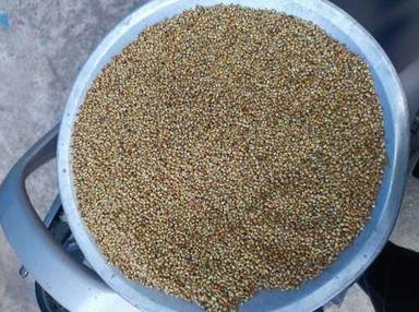 Yellow 99% Pure Food Grade Indian Origin Common Cultivated Whole Bajra Seeds