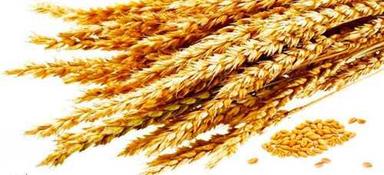 Red Common Cultivated A Grade Indian Origin 99% Pure Fresh Whole Wheat Grain