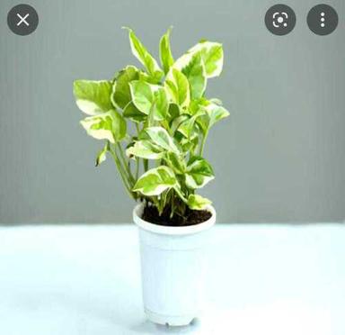 Silver Insect Resistant Full Sun Exposure Fast Growth Green Leaves Money Plant 