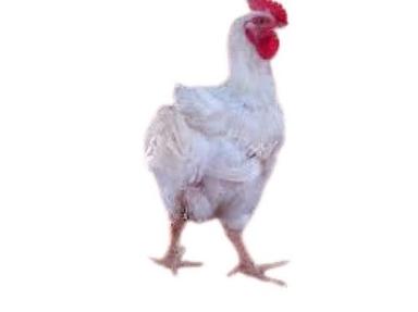 Country Poultry Farm 2 Kg Weight 17 Month Broiler Chicken