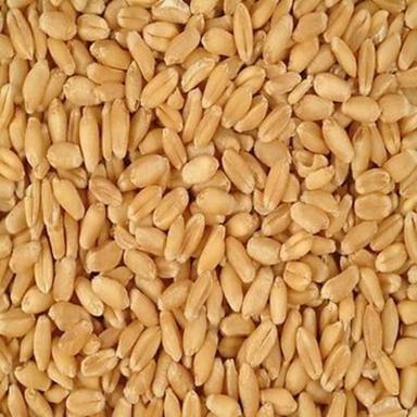 Pure And Dried Commonly Cultivated Whole Raw Wheat Grain Broken (%): 0%