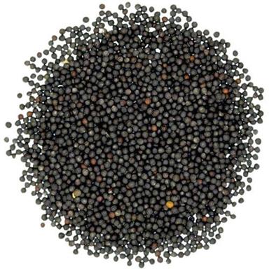 Pure And Dried Whole Raw Commonly Cultivated Black Mustard Seeds Admixture (%): 5%