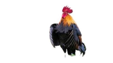 मुर्गी पालन के लिए 4 किलो मल्टीकलर लाइव कंट्री चिकन लिंग: पुरुष 