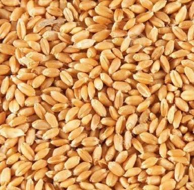 A Grade And Indian Origin Pure Organic Durum Wheat Broken (%): 0%
