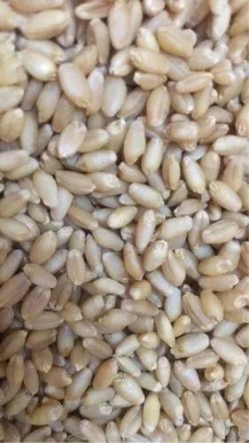 99 % Pure Naturally Durum Raw Dried Hard Physical Form Organic Wheat Broken (%): 1%