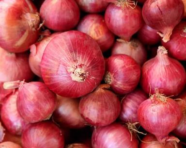 8% Moisture Natural And Fresh Round Raw Onion Moisture (%): 8
