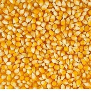ए ग्रेड सामान्य रूप से खेती किया जाने वाला सूखा और साफ पीला मक्का मकई के बीज का मिश्रण (%): 1% 