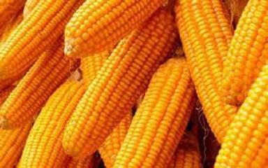 100 Percent Pure And Organic Fresh A Grade Natural Yellow Maize Admixture (%): 2%
