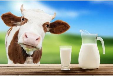 Cotton Cow Milk