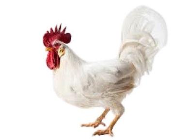 3 Kg White Female Broiler Breed Live Chicken For Meat And Egg Production