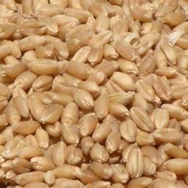 Light Yellow 99% Pure Solid Hard Dried Agricultural Grade Durum Organic Wheat