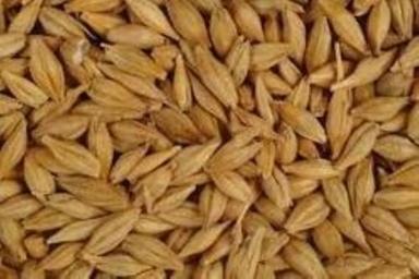 99 To 100 Percent Pure Healthy Dried Solid Organic Fully Grain Wheat Barley Admixture (%): 2%