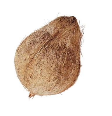 Brown 250 Grams Commonly Cultivated Whole Semi Husked Fresh Coconut