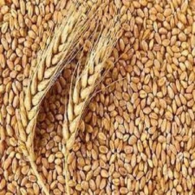  A Grade 100% Pure Dried Wheat Grain Broken (%): 1%