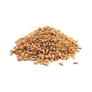 99%Pure And Natural Organic Cultivated Dried And Raw Whole Wheat Grain  Broken (%): 0.1%