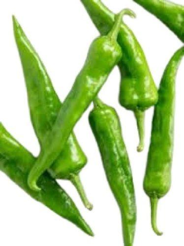 Farm Fresh And Healthy Long Shape Spicy Green Chili Preserving Compound: Dry Places